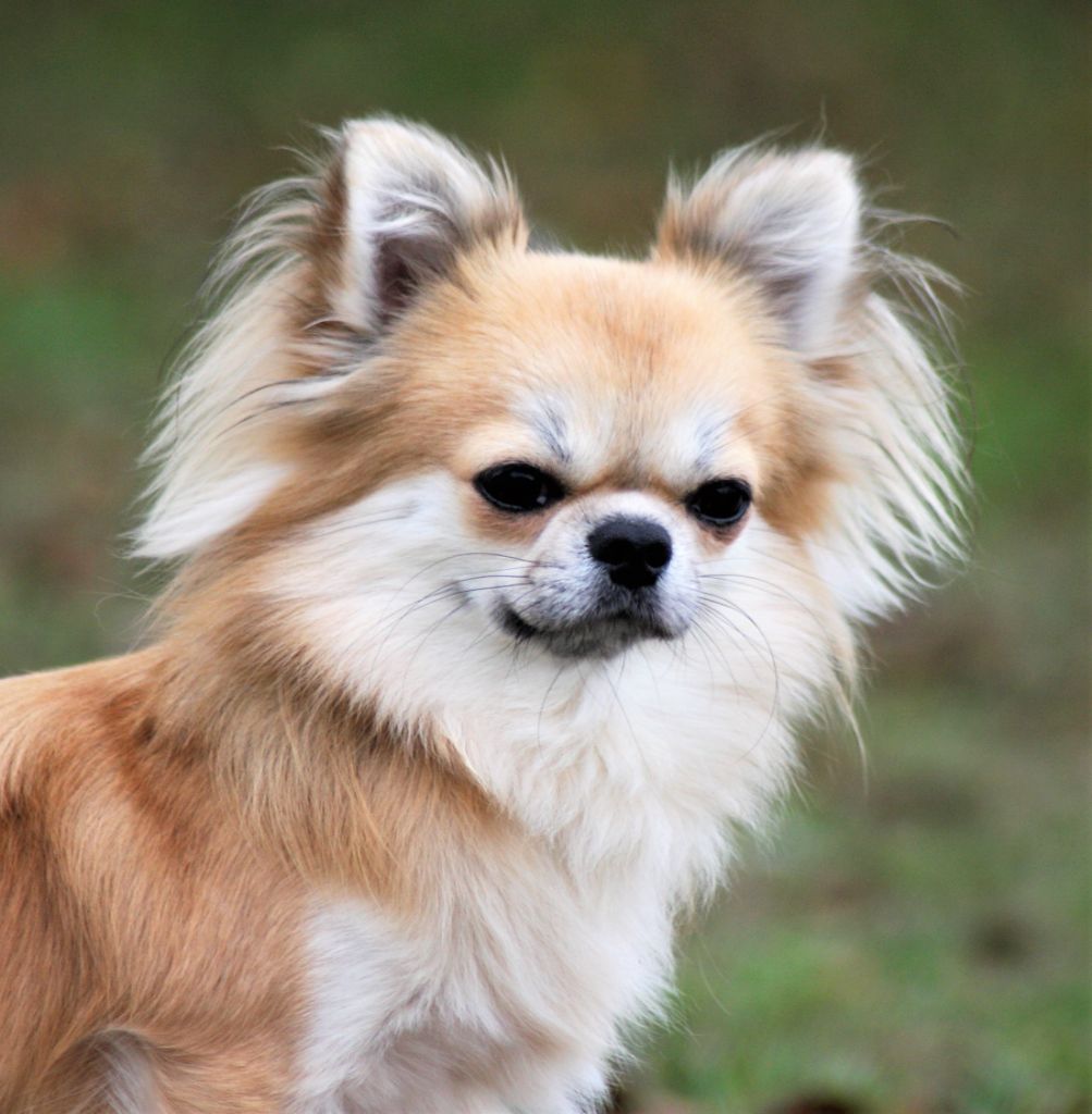 Les Chihuahua de l'affixe du Domaine de Jean-Vincéanne