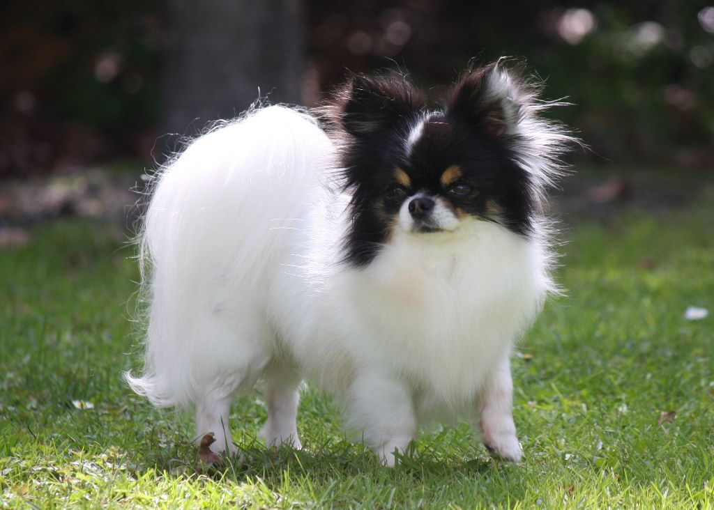 I'm cute & i know it Des Minis Boss