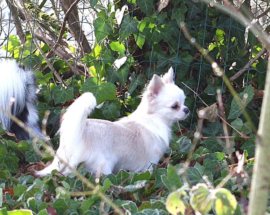 Umana Des graines de stars