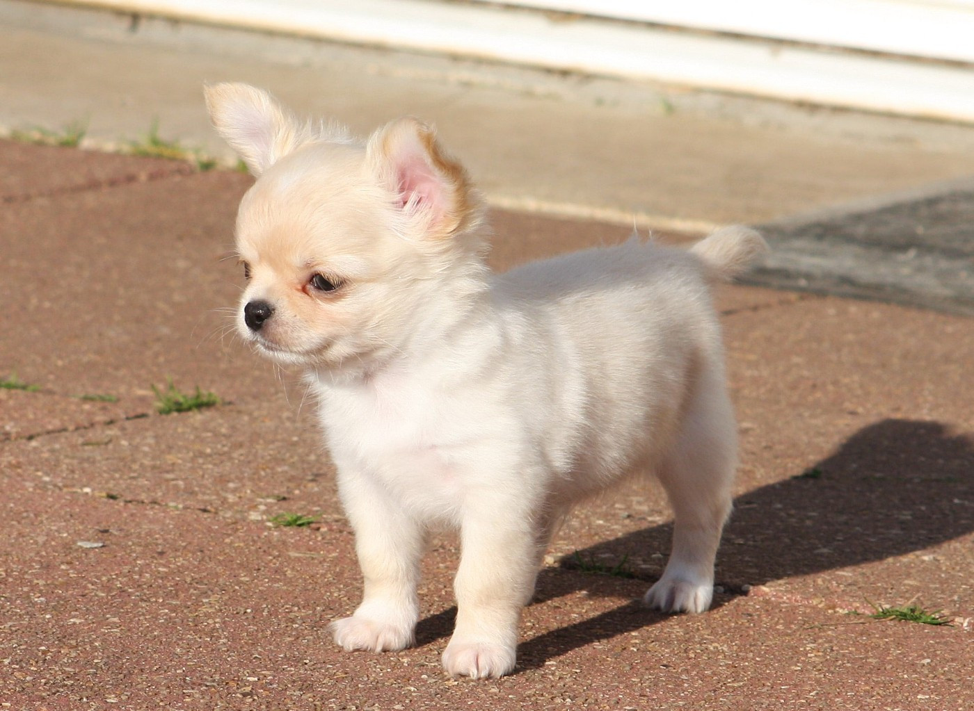 du Domaine de Jean-Vincéanne - Chiots disponibles - Chihuahua