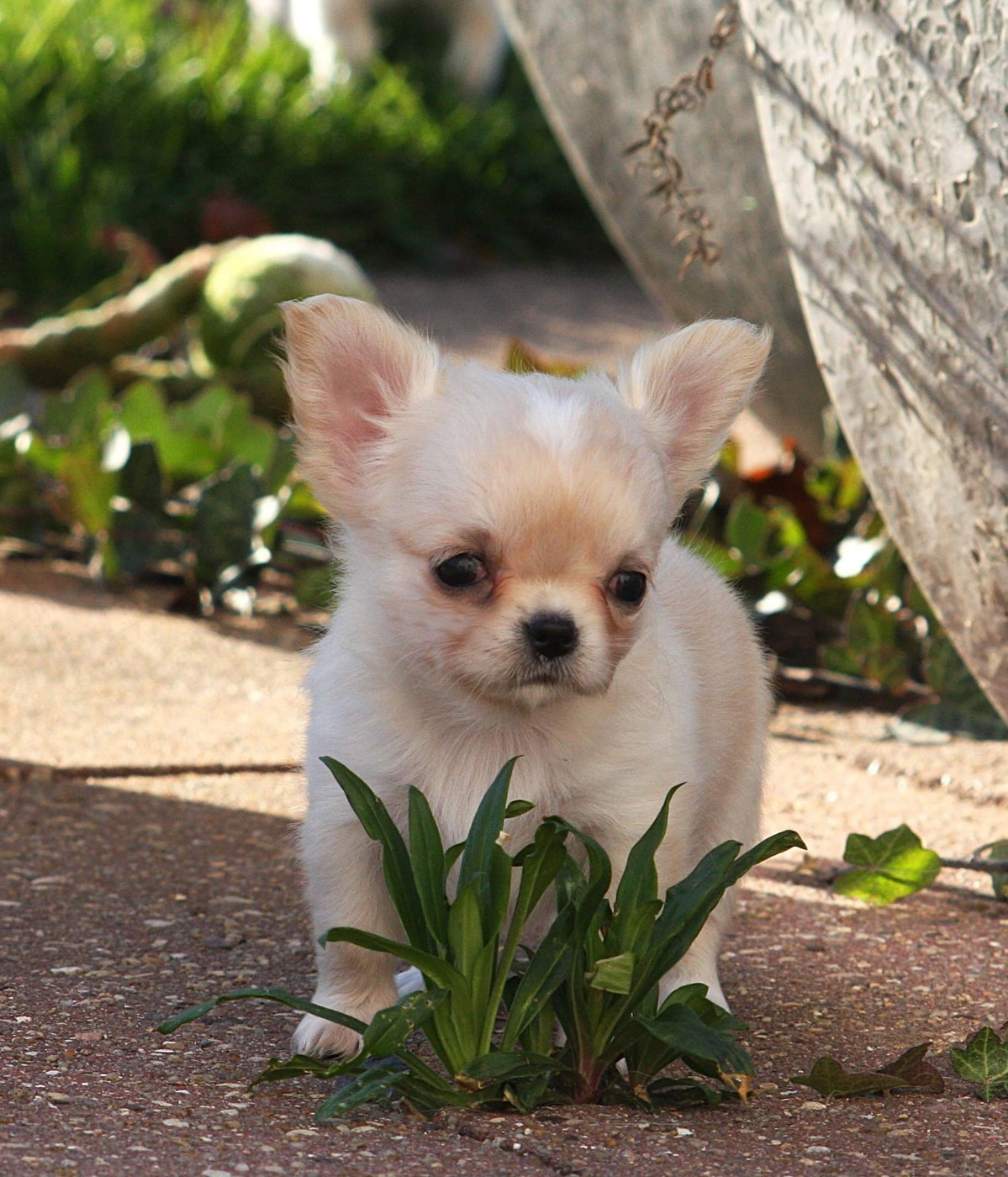 du Domaine de Jean-Vincéanne - Chiots disponibles - Chihuahua