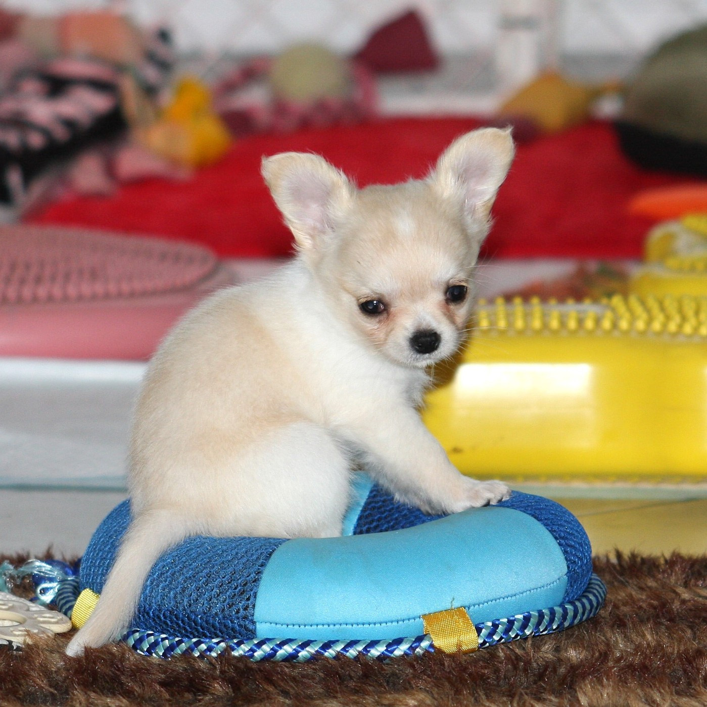 du Domaine de Jean-Vincéanne - Chiots disponibles - Chihuahua