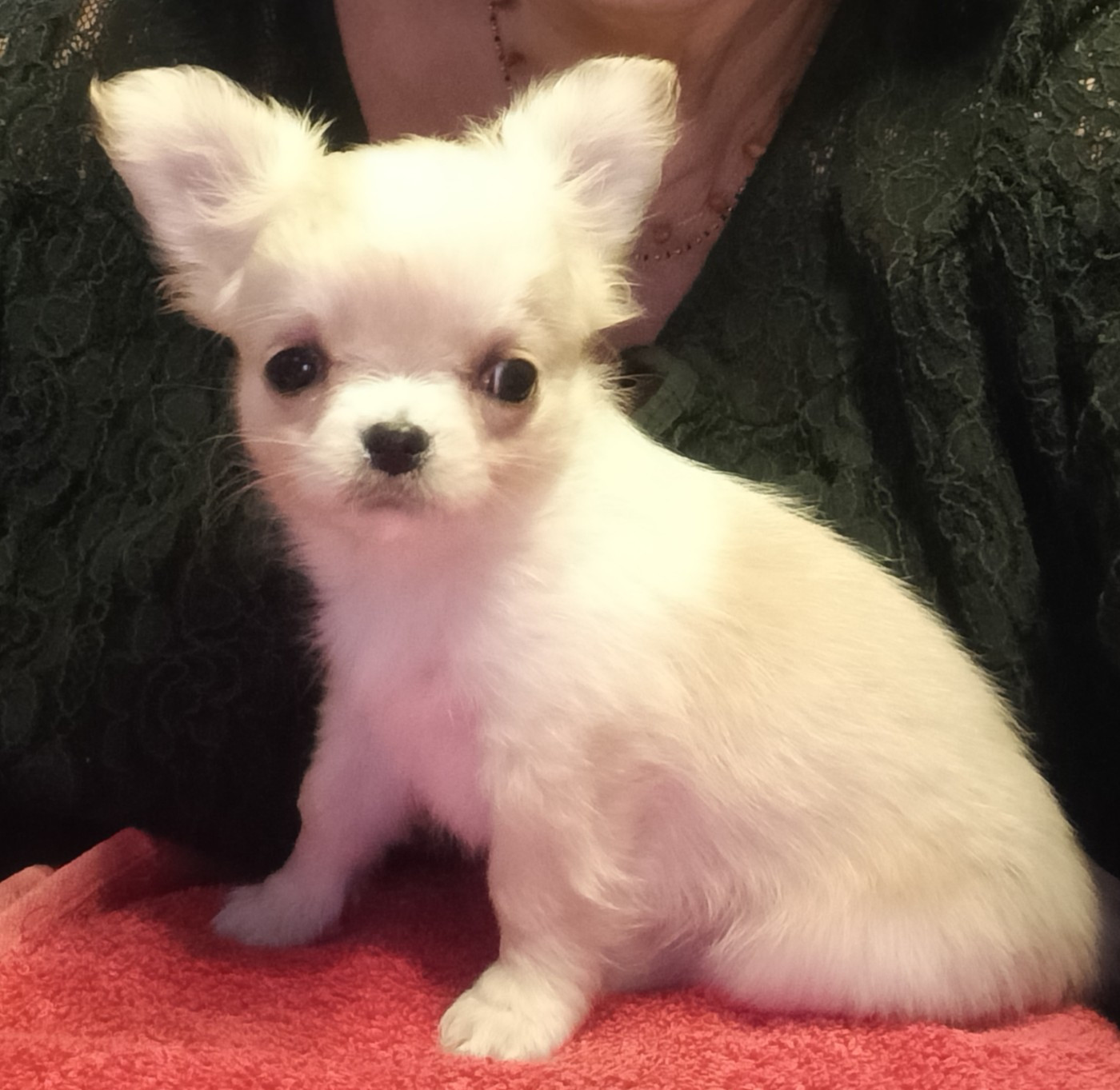 du Domaine de Jean-Vincéanne - Chiots disponibles - Chihuahua