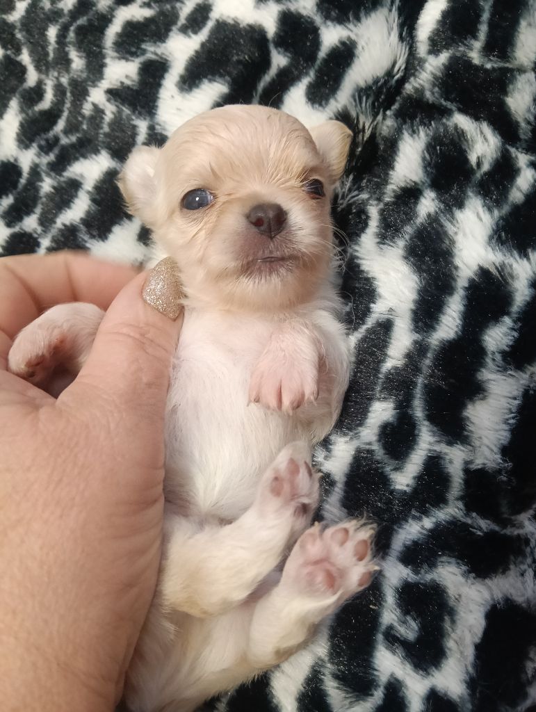 du Domaine de Jean-Vincéanne - Chiots disponibles - Chihuahua