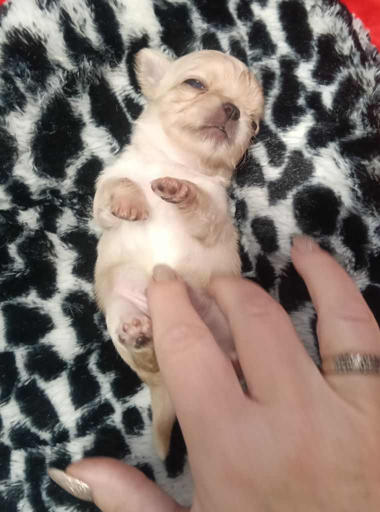 du Domaine de Jean-Vincéanne - Chiots disponibles - Chihuahua