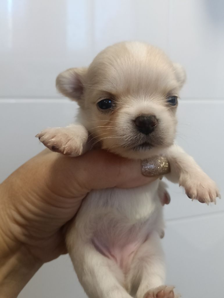 du Domaine de Jean-Vincéanne - Chiots disponibles - Chihuahua