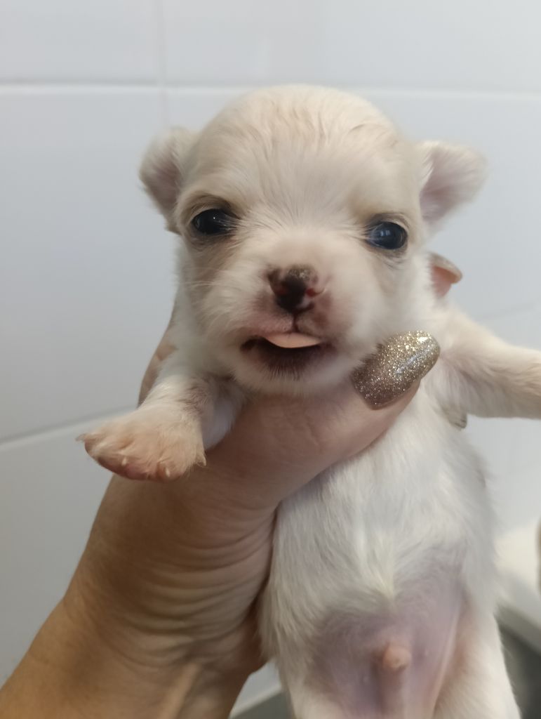 du Domaine de Jean-Vincéanne - Chiots disponibles - Chihuahua